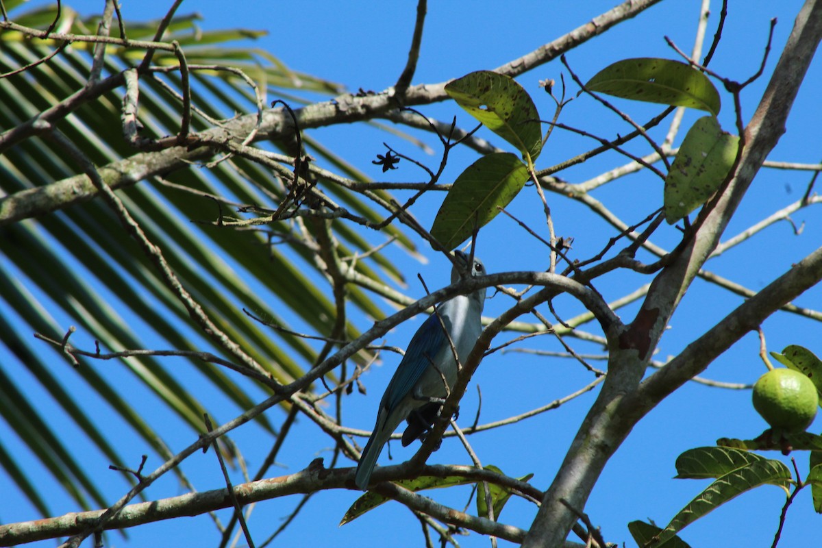 Blue-gray Tanager - ML213492921