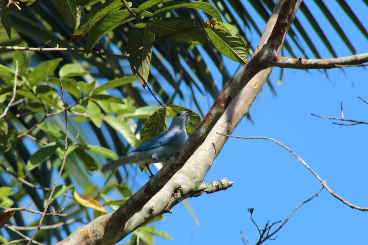 Blue-gray Tanager - ML213492931