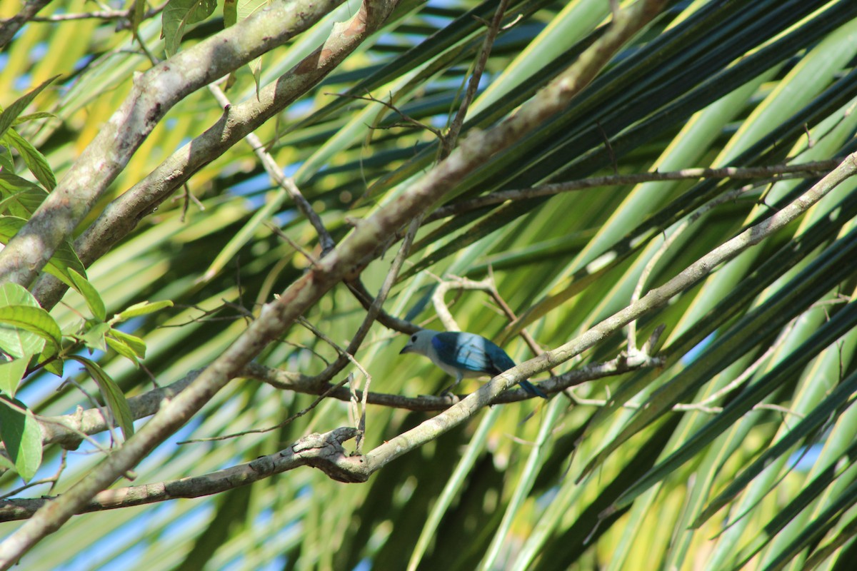Blue-gray Tanager - ML213492941