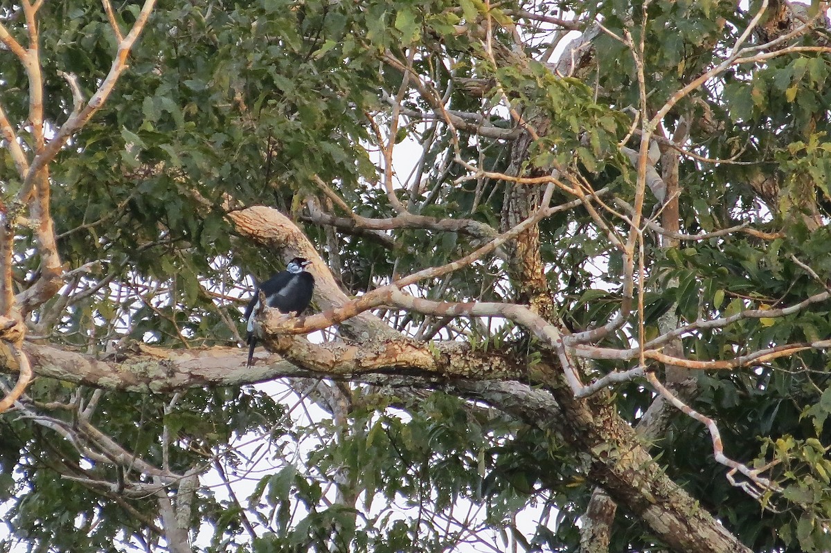 Bare-necked Fruitcrow - Jake Glassman