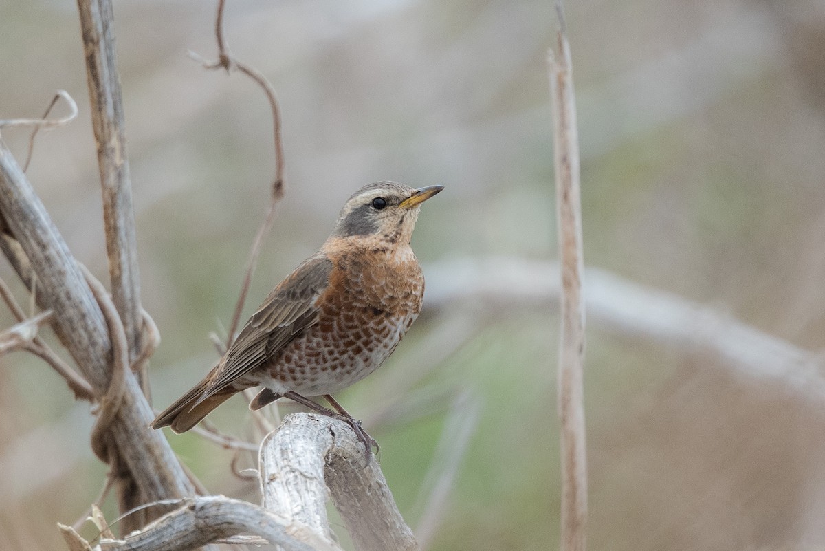 Naumann's Thrush - ML213494511