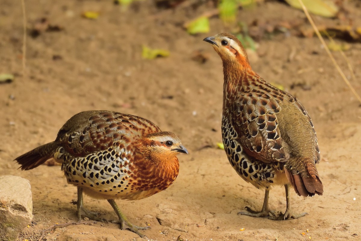 Mountain Bamboo-Partridge - xiwen CHEN