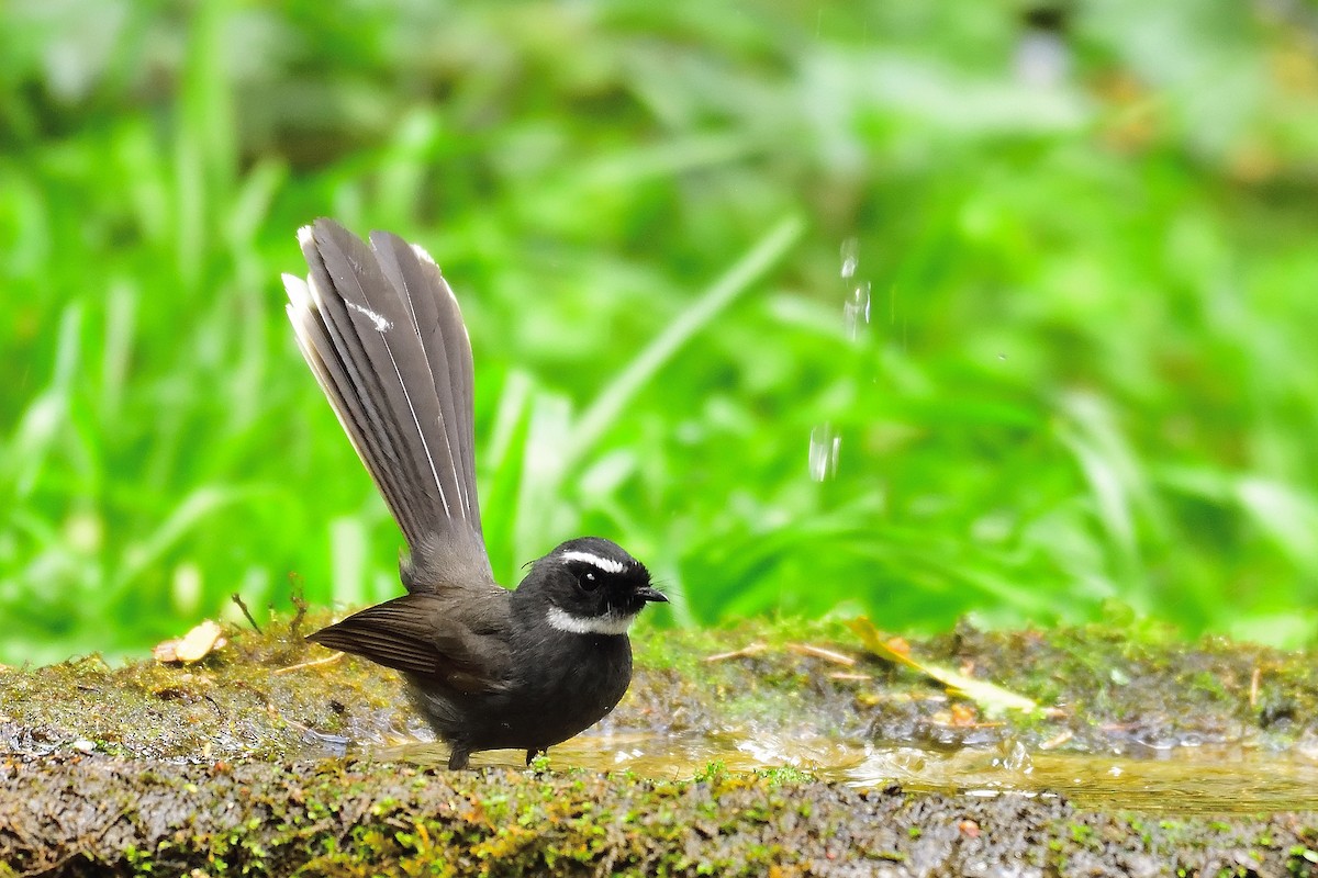 White-throated Fantail - ML213497661