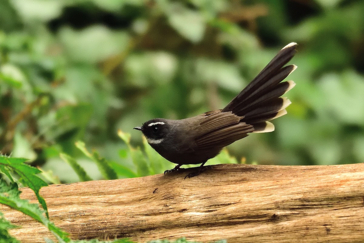 White-throated Fantail - ML213497681