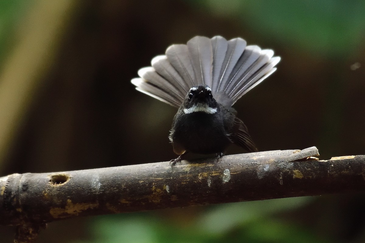 White-throated Fantail - ML213497691