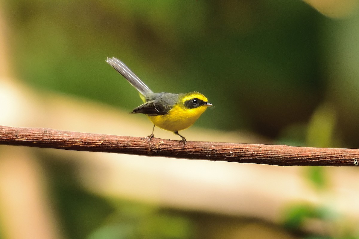 Yellow-bellied Fairy-Fantail - ML213497731