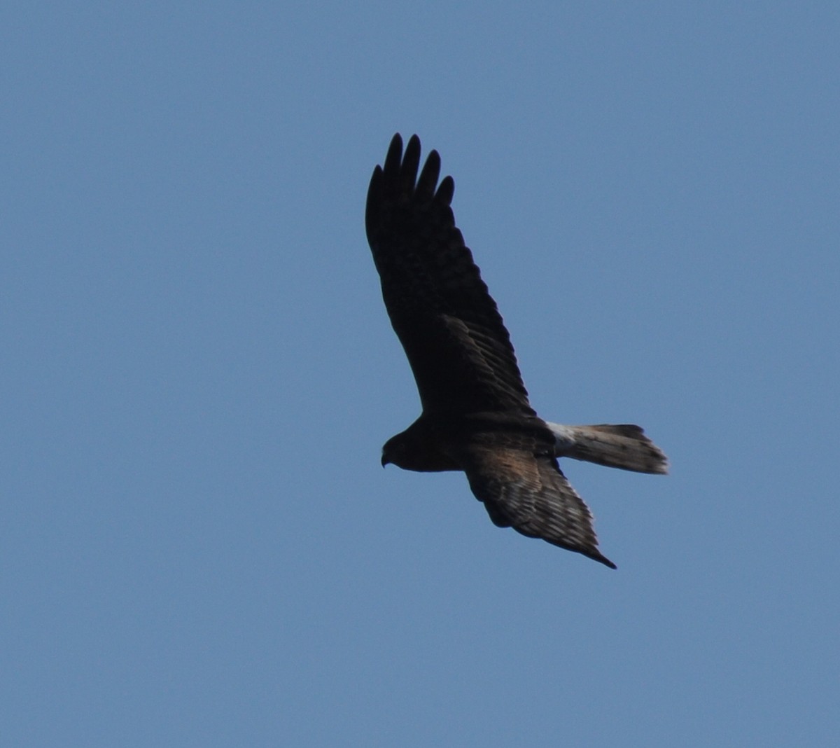 Aguilucho Lagunero del Pacífico - ML21349781