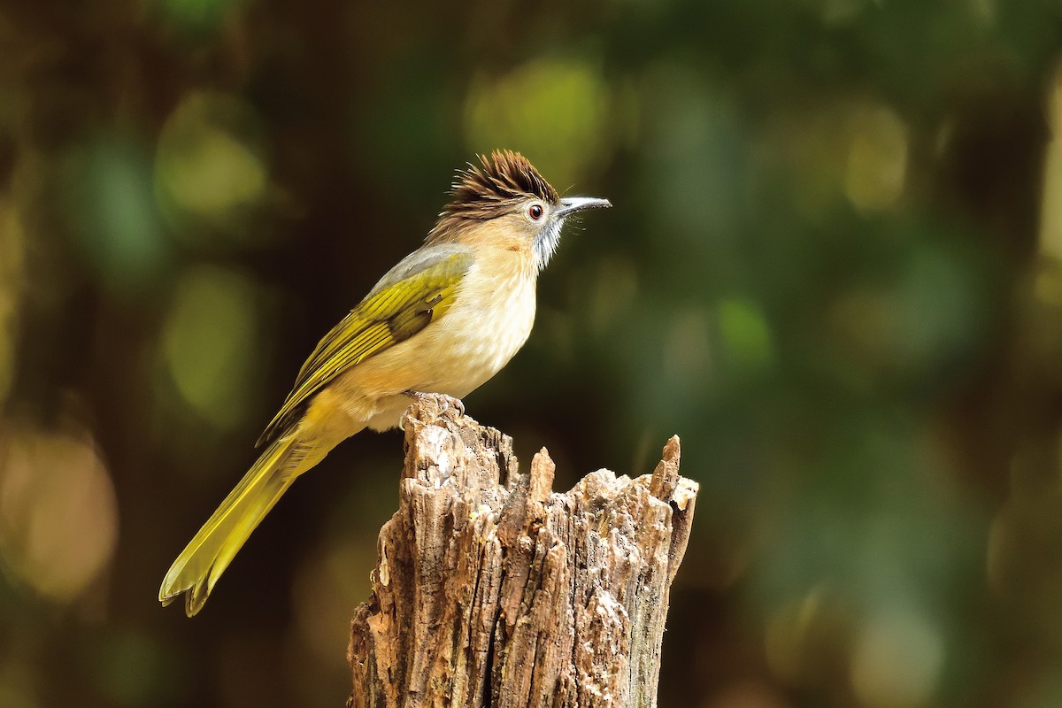 Mountain Bulbul - ML213498131