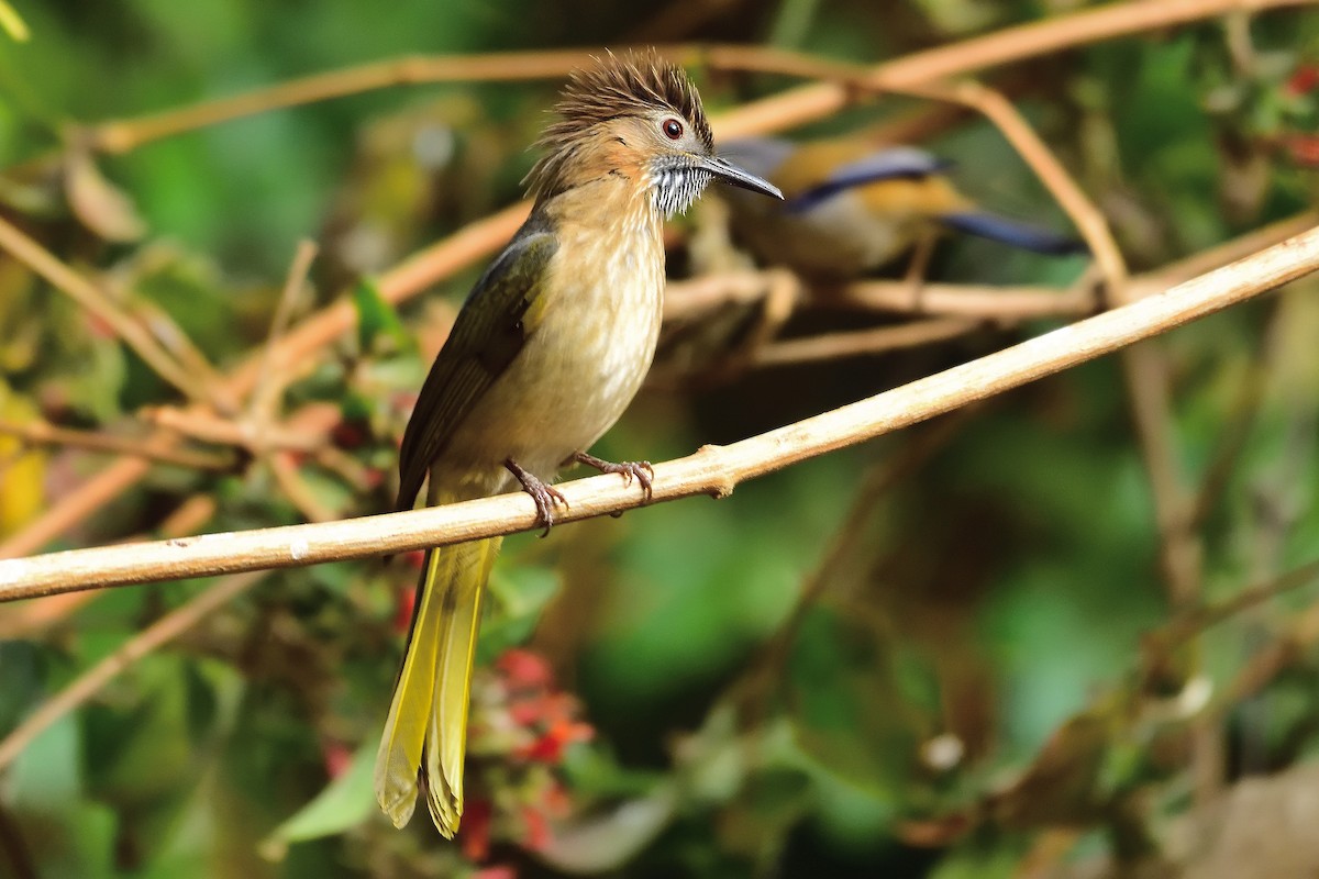 Mountain Bulbul - ML213498151