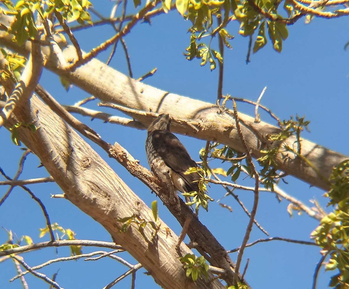 Broad-winged Hawk - Jorge Francisco Ortiz Valenzuela