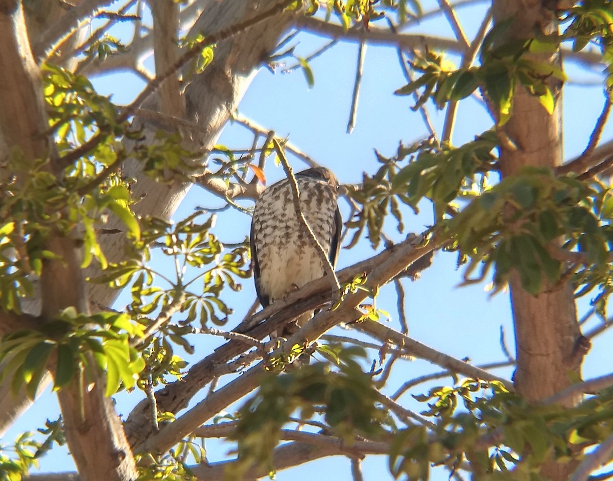 Broad-winged Hawk - Jorge Francisco Ortiz Valenzuela