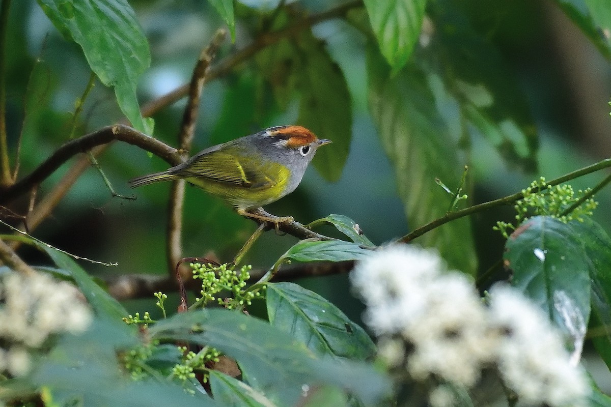 Chestnut-crowned Warbler - xiwen CHEN