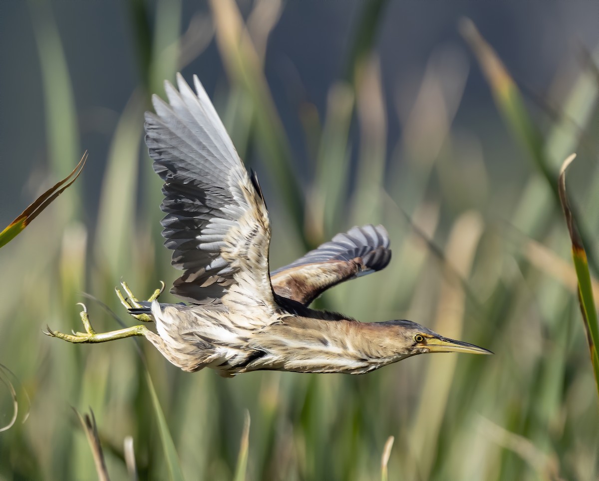 Black-backed Bittern - ML213498351