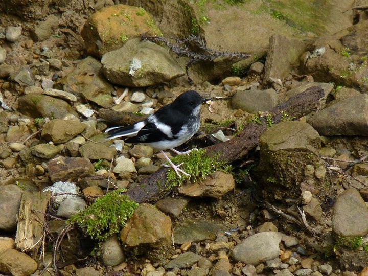 Little Forktail - Ting-Wei (廷維) HUNG (洪)