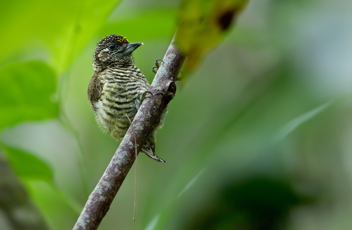 Lafresnaye's Piculet - Lars Petersson | My World of Bird Photography