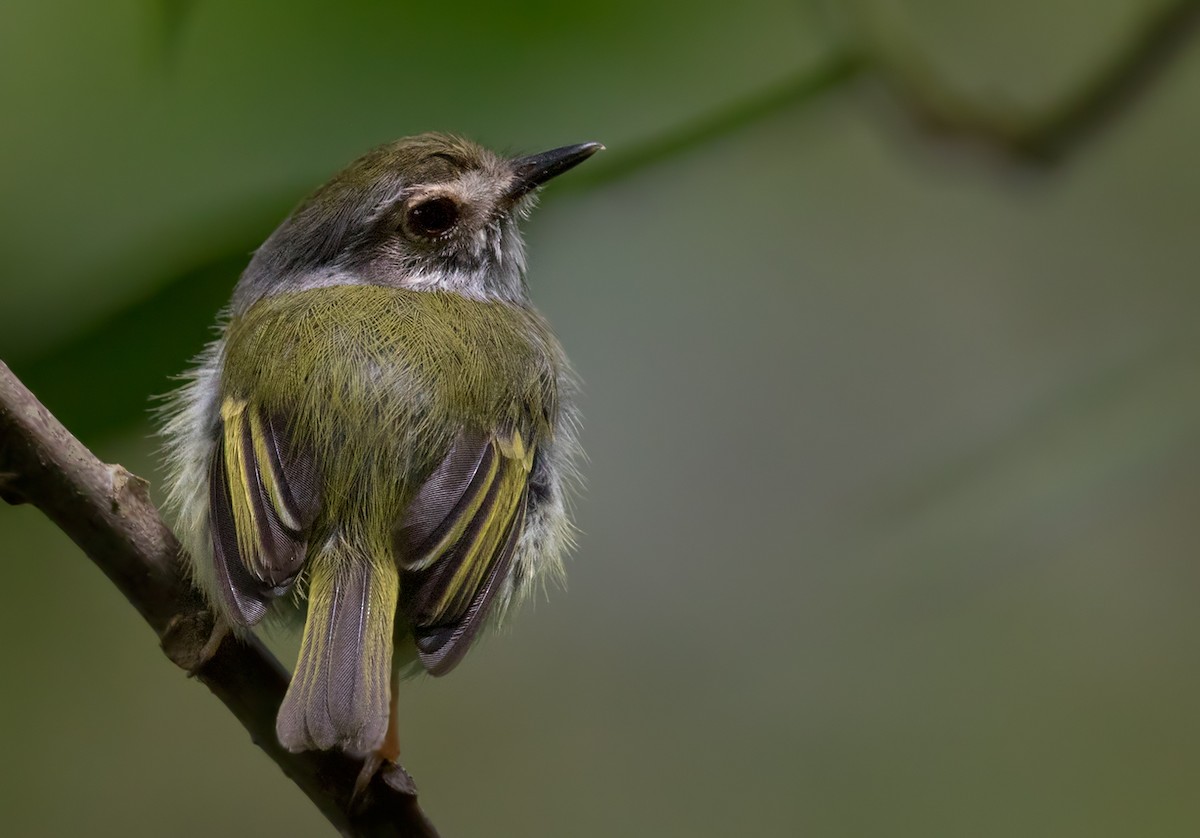 White-bellied Pygmy-Tyrant - ML213499191