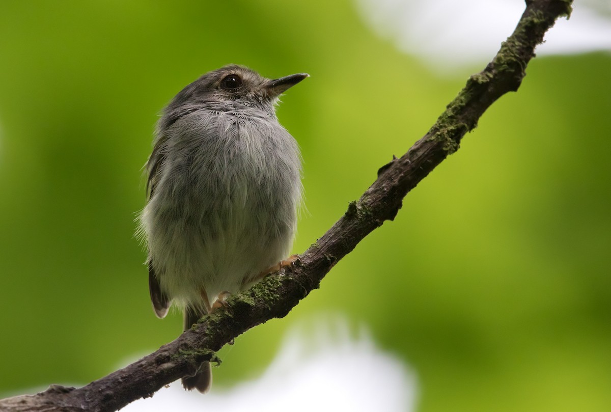 White-bellied Pygmy-Tyrant - ML213499241