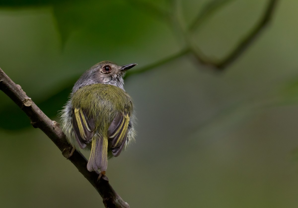 White-bellied Pygmy-Tyrant - ML213499261