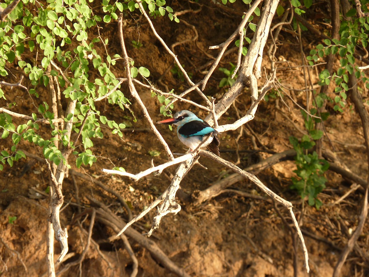 Blue-breasted Kingfisher - Juan Ramírez