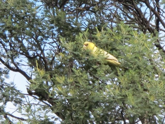 Cacatúa Fúnebre Coliamarilla - ML213500931