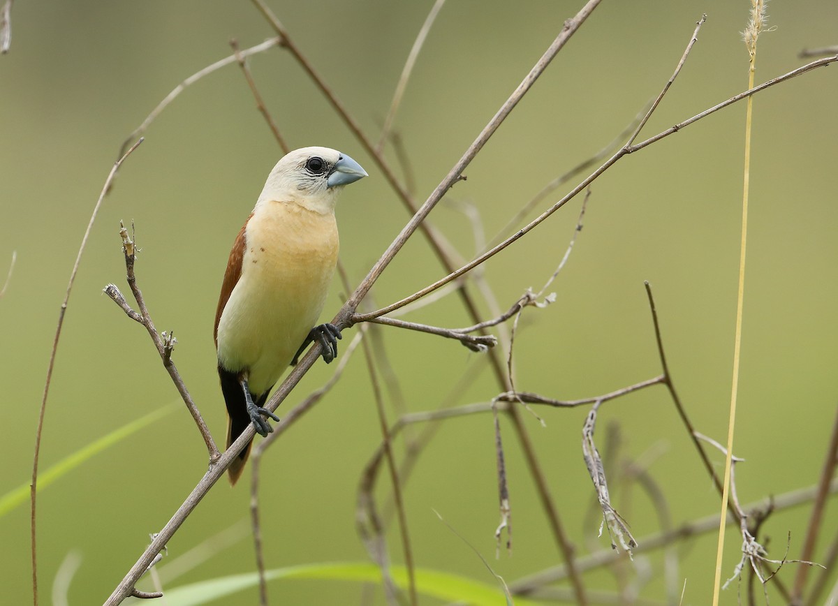 Yellow-rumped Munia - ML213501131