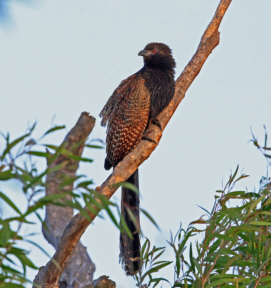 Pheasant Coucal - ML213501841