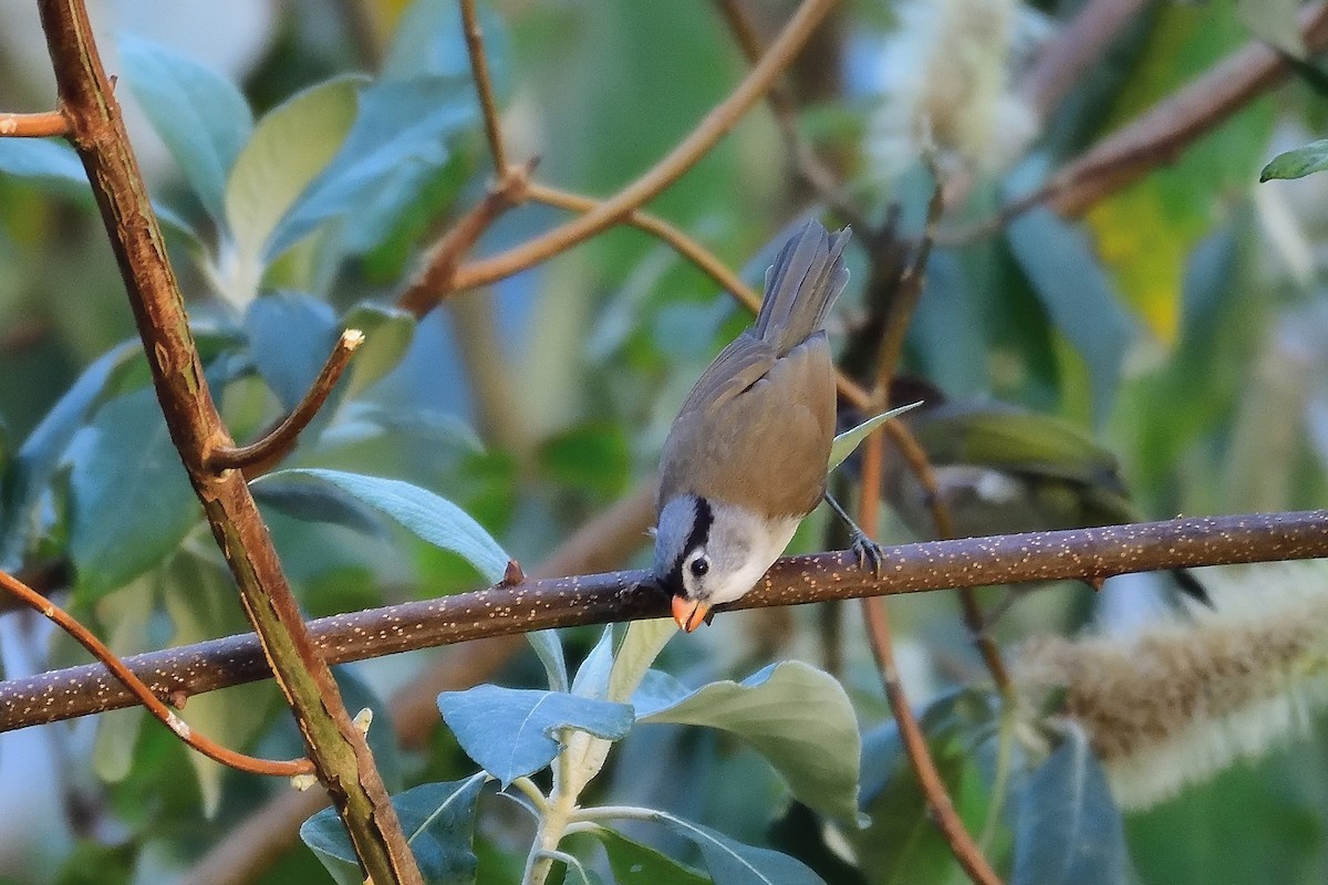 Gray-headed Parrotbill - ML213504311