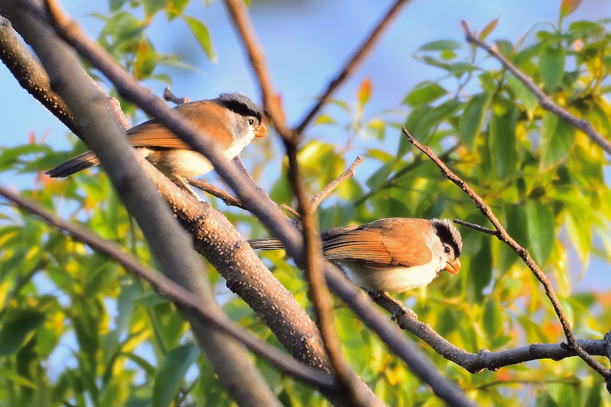 Paradoxornis à tête grise - ML213504331