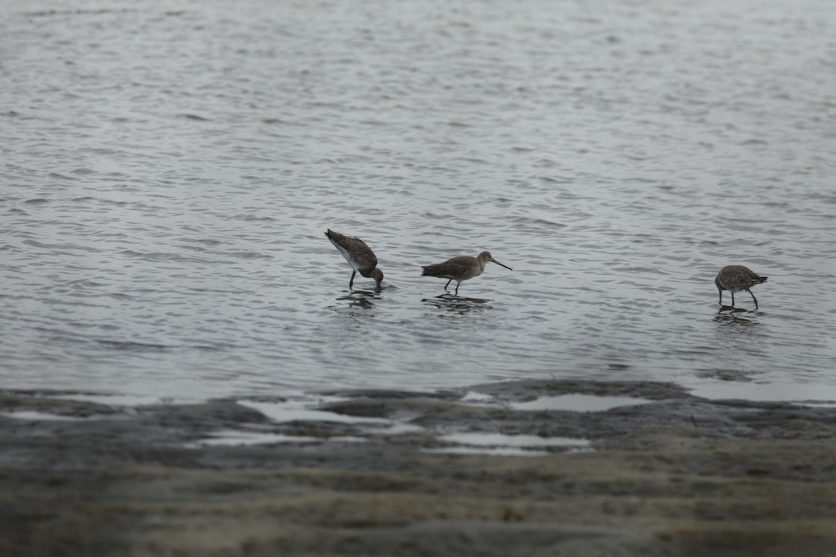 Black-tailed Godwit - ML213504541