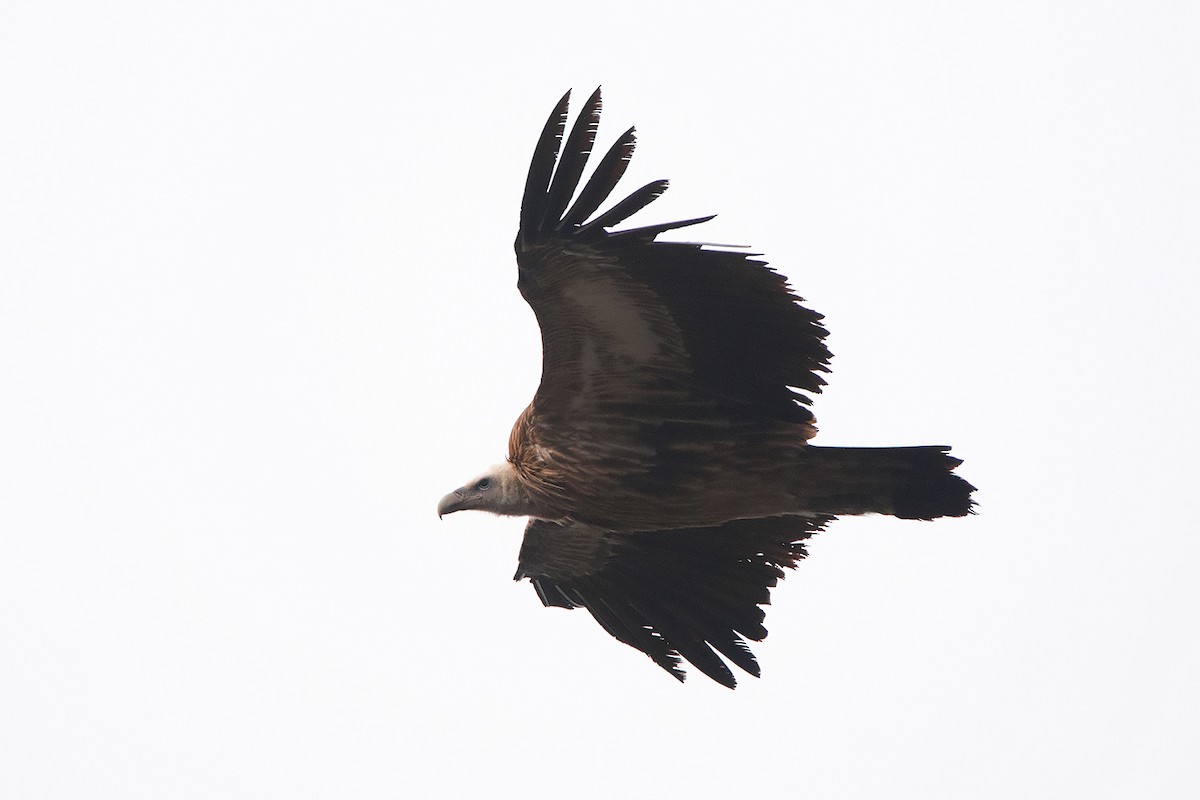 Himalayan Griffon - ML213506591