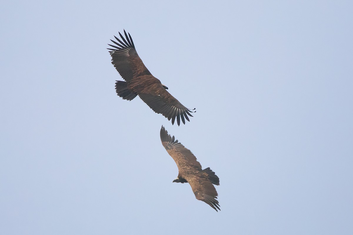 Himalayan Griffon - ML213506601