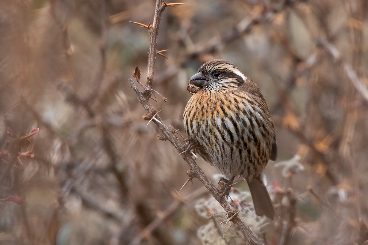 Himalayan White-browed Rosefinch - ML213507811