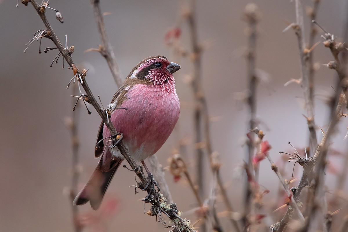 Himalayan White-browed Rosefinch - ML213507821