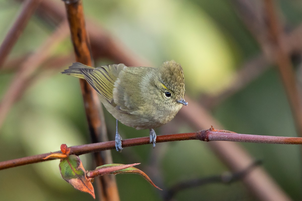 Yellow-browed Tit - Ayuwat Jearwattanakanok