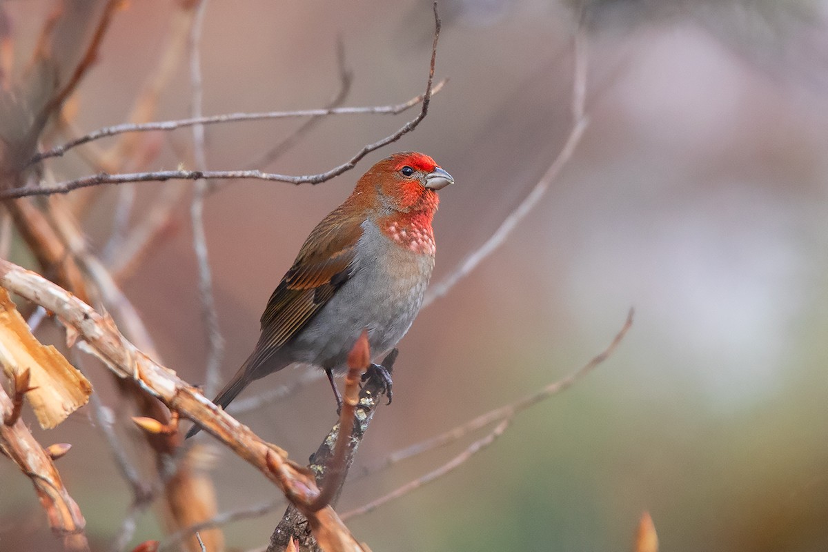 Crimson-browed Finch - ML213508921
