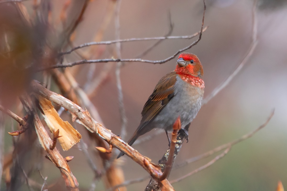 Crimson-browed Finch - ML213508941