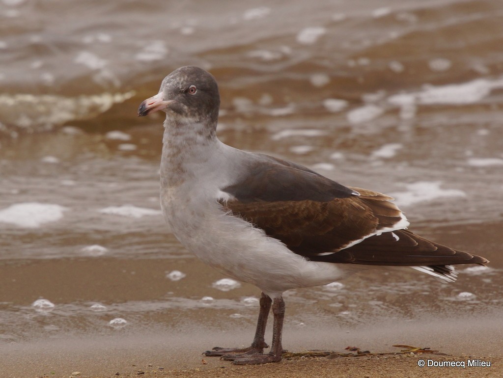 Dolphin Gull - Ricardo  Doumecq Milieu