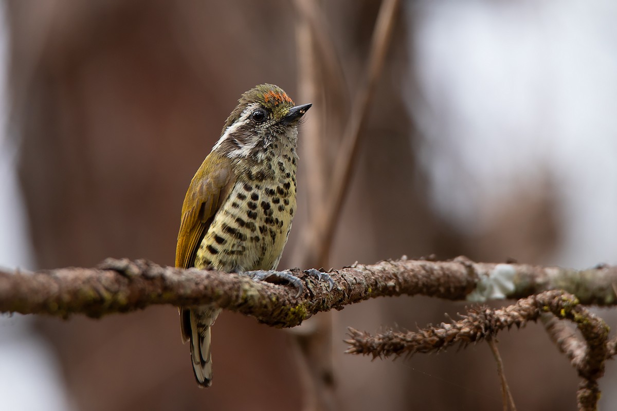 Speckled Piculet - Ayuwat Jearwattanakanok