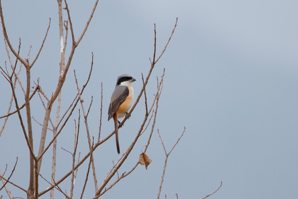 Gray-backed Shrike - ML213510131