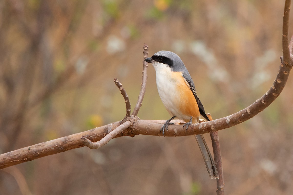 Gray-backed Shrike - ML213510141