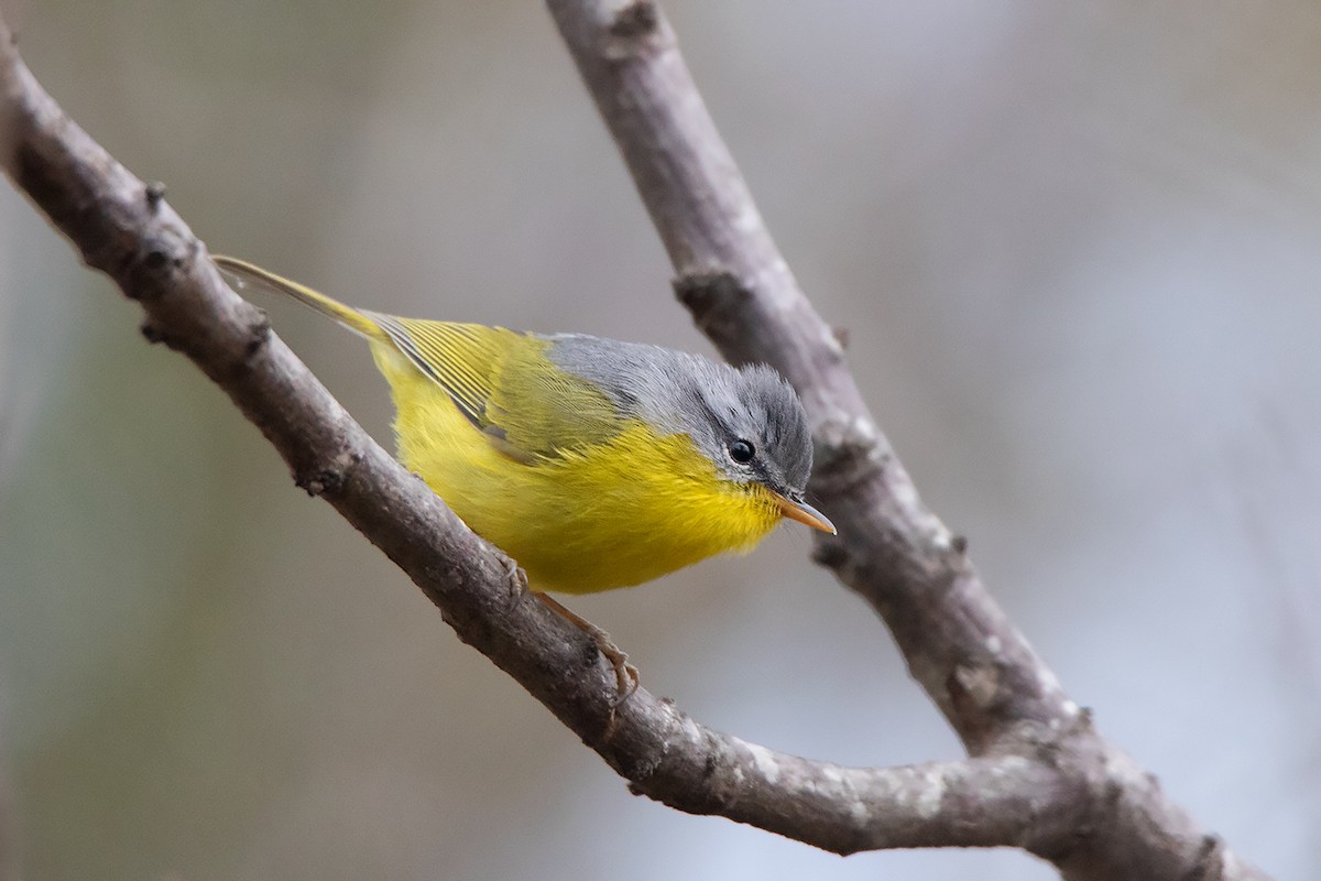 Gray-hooded Warbler - ML213510341