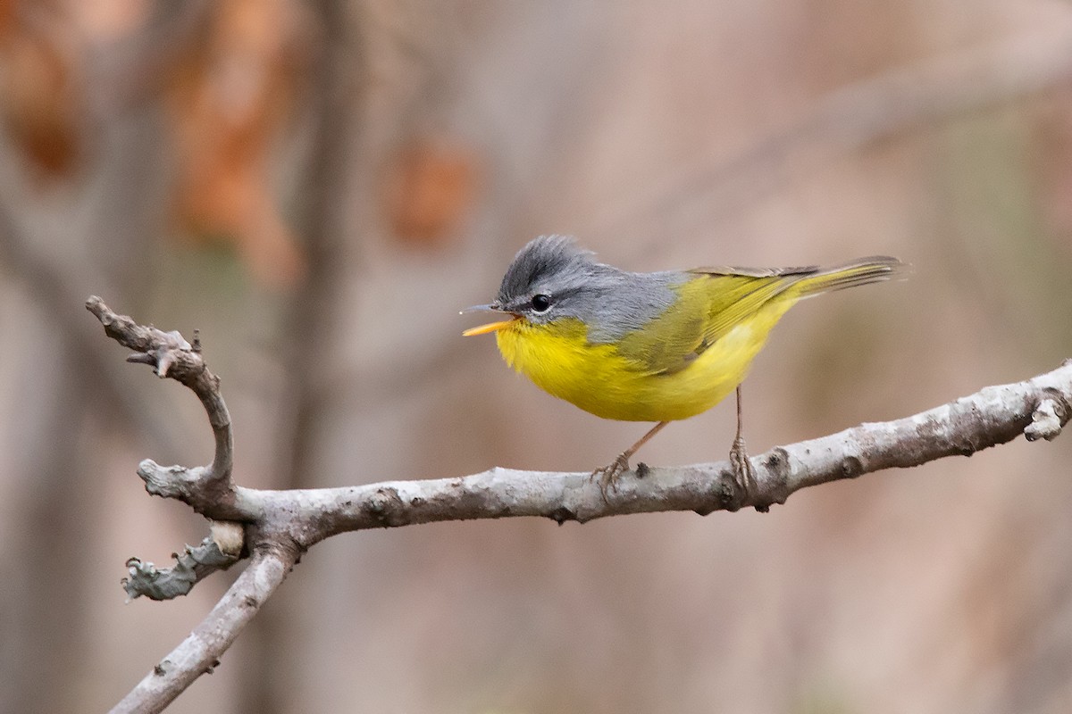 Gray-hooded Warbler - ML213510351