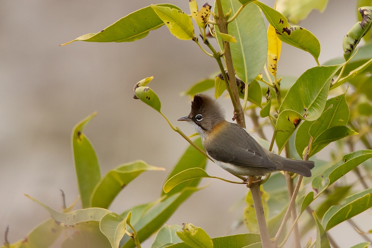 Yuhina à cou roux - ML213510421