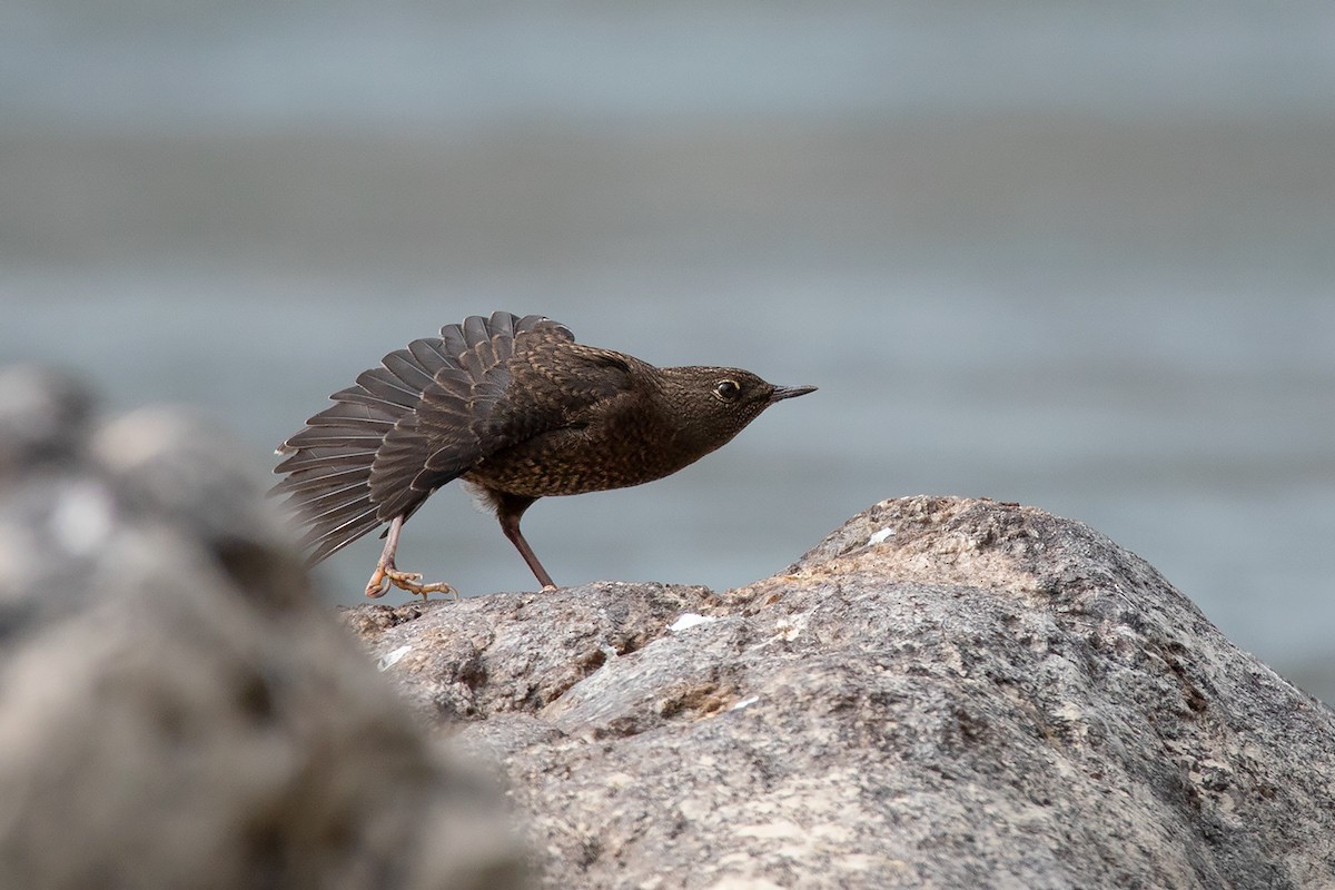 Brown Dipper - ML213510961
