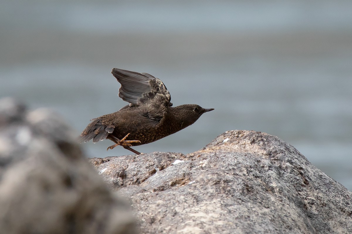 Brown Dipper - ML213510971