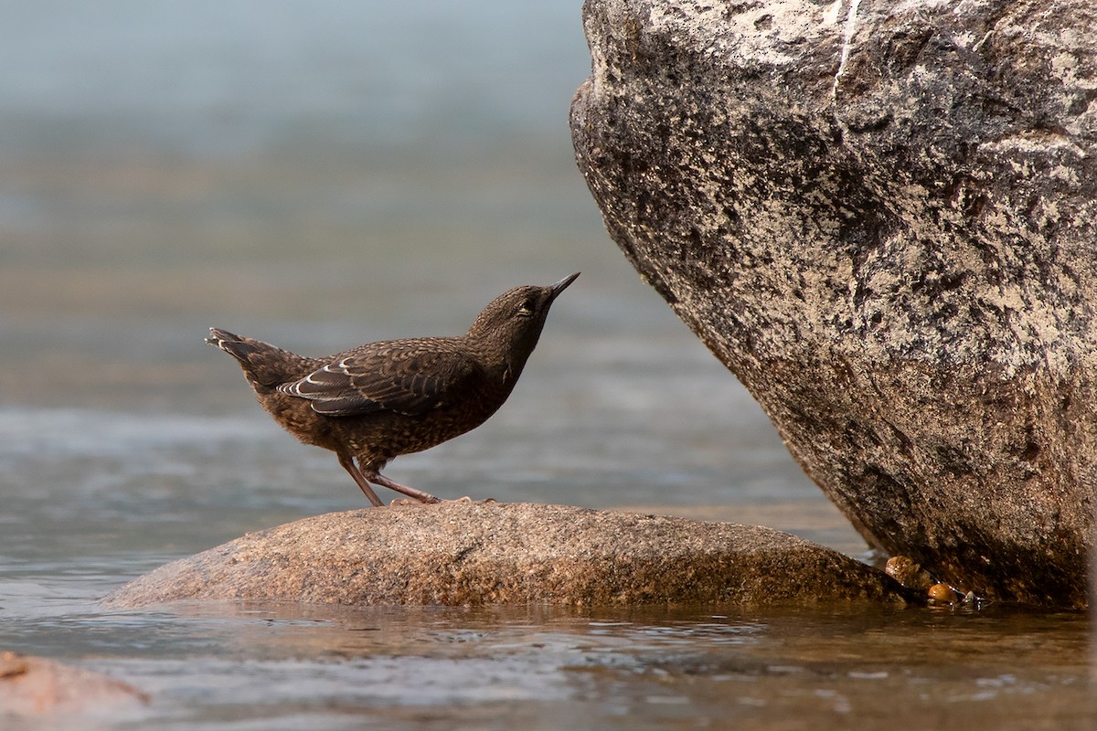 Brown Dipper - ML213510981