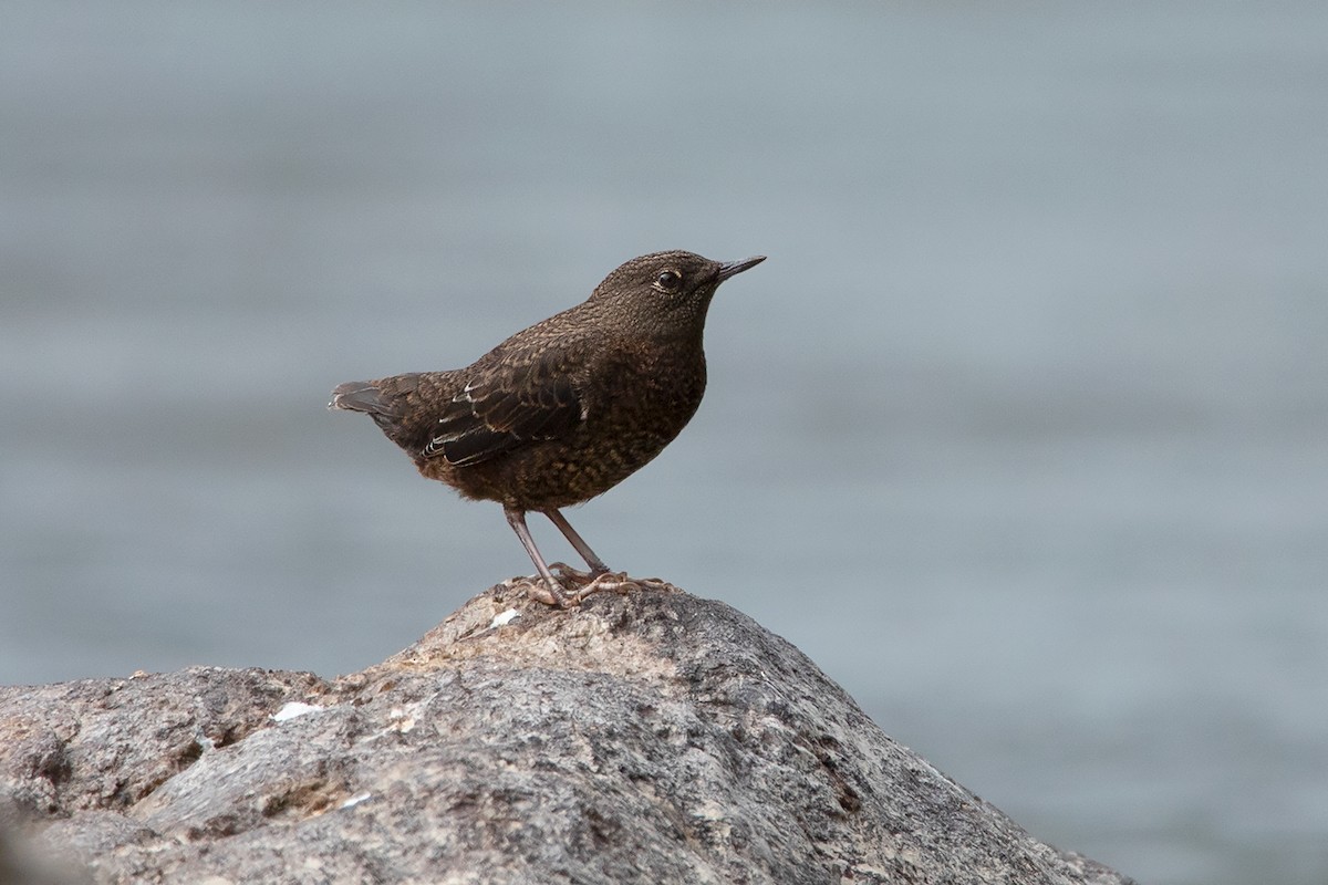 Brown Dipper - ML213510991
