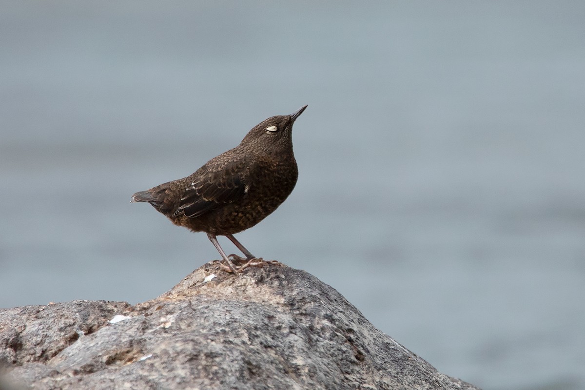 Brown Dipper - ML213511001