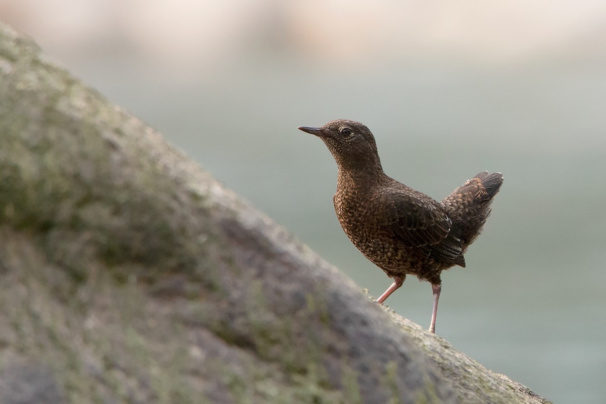 Brown Dipper - ML213511021