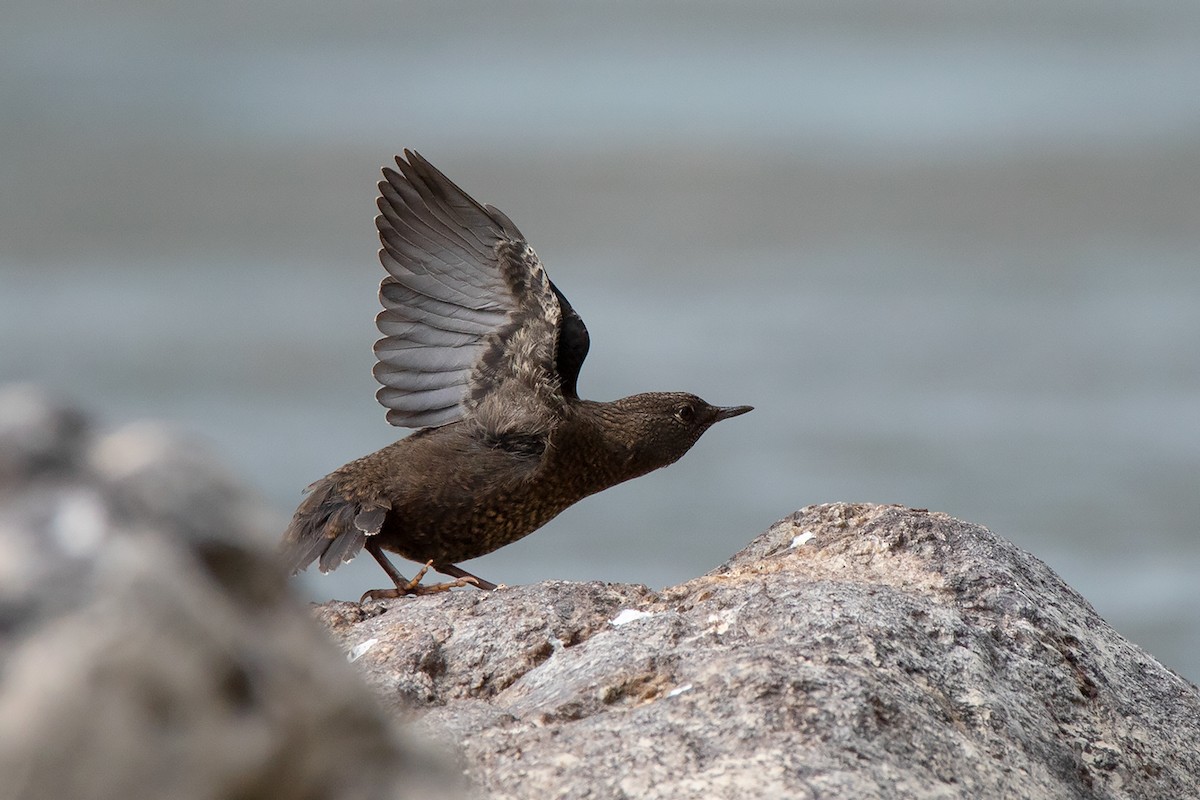 Brown Dipper - ML213511031